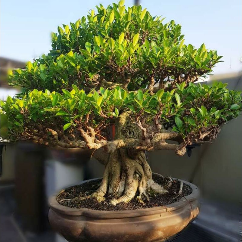 Bibit kimeng 25..30 cm-bibit bonsai kimeng