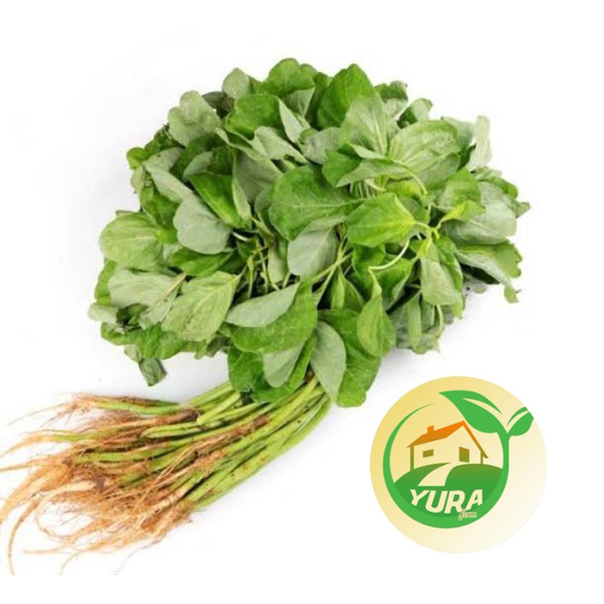 

BAYAM HIJAU Organik 100% Sayur Segar Organic