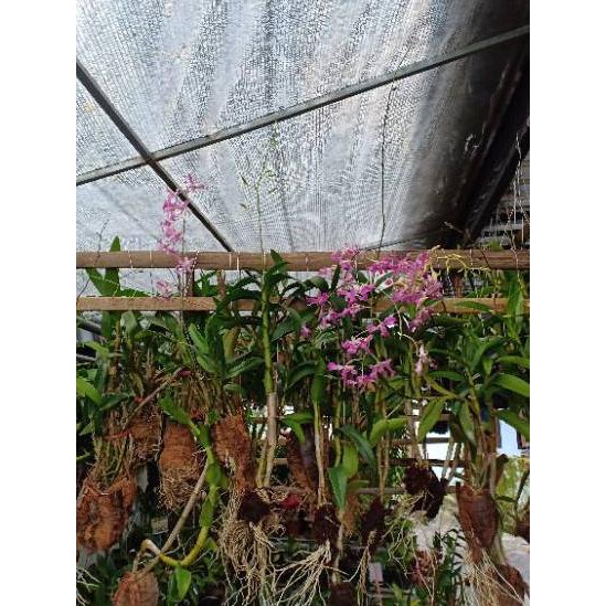 Harga Khusus anggrek dendro dendrobium superbiens superbin superbien dewasa - Bagus