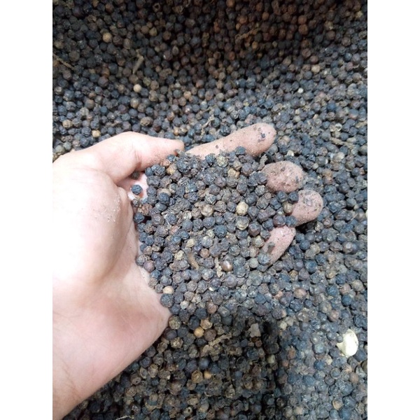 LADA HITAM /MERICA/SAHANG