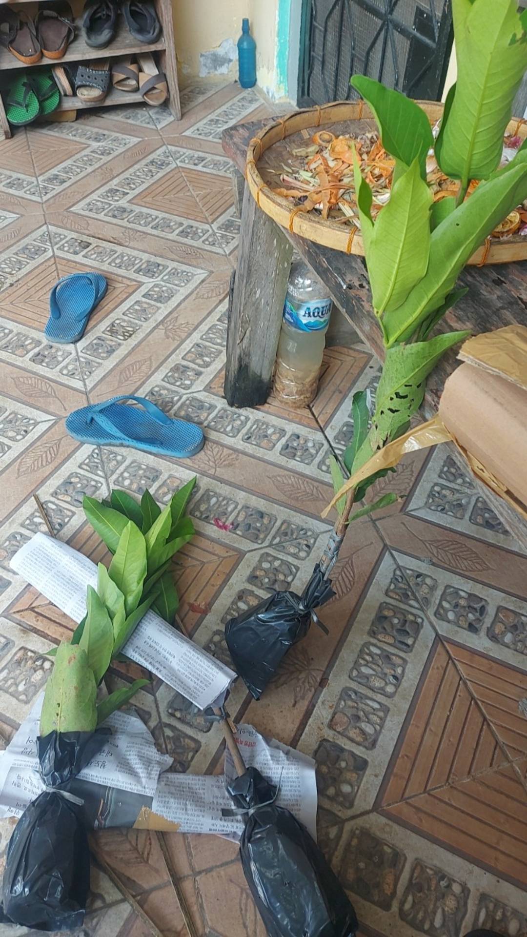 Paket Bibit Jambu Madu Deli Dan Citra Merah