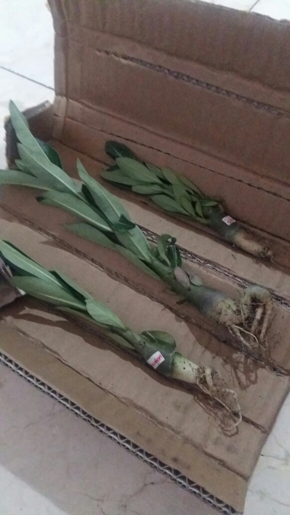 Bibit Bunga Kamboja Adenium Rachan Purple - Rachan Purple