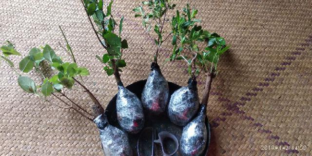 Bibit Bonsai Wahong Laut
