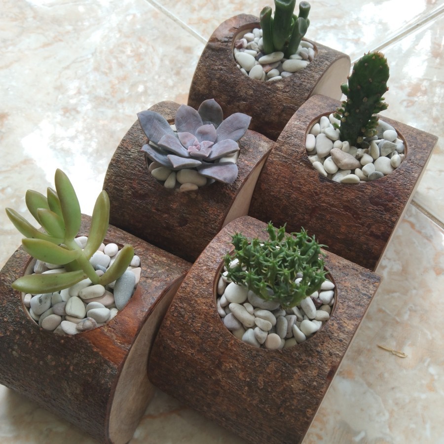 tanaman hias kaktus mini dan sekulen pot kayu