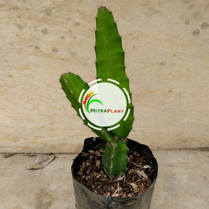 Bibit Tanaman Buah Naga Merah Pohon Buah Naga Merah