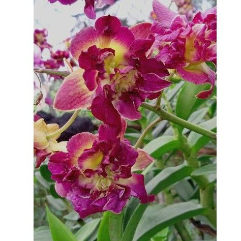 Anggrek Dendrobium Mawar Mutasi