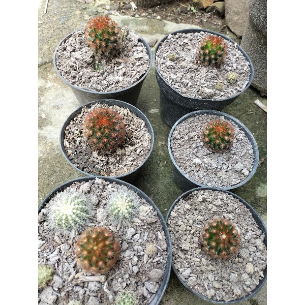 Carmenae merah anakan