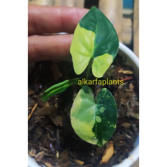 singonium variegata yellow