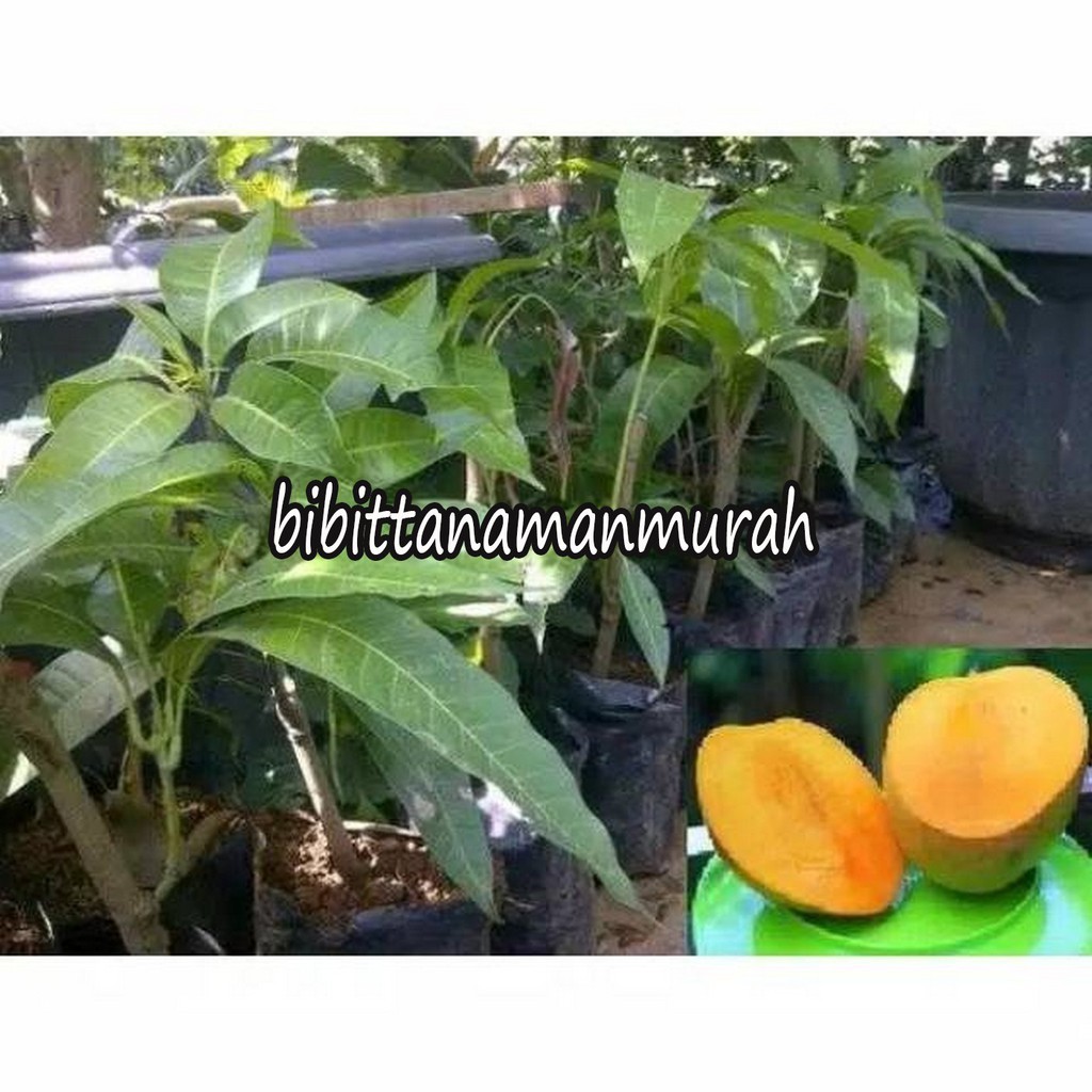 Bibit mangga agrimania super