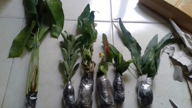 Tanaman Sirih Gading Philo Brazil