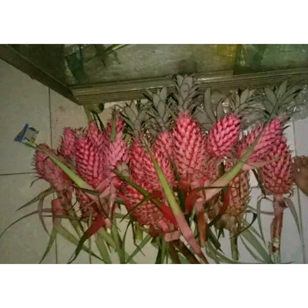 Cod Buah Nanas Muda Merah Buah Nanas Merah Muda Segar R12