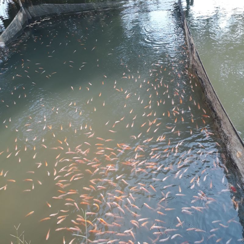 Bibit Nila Merah Bangkok