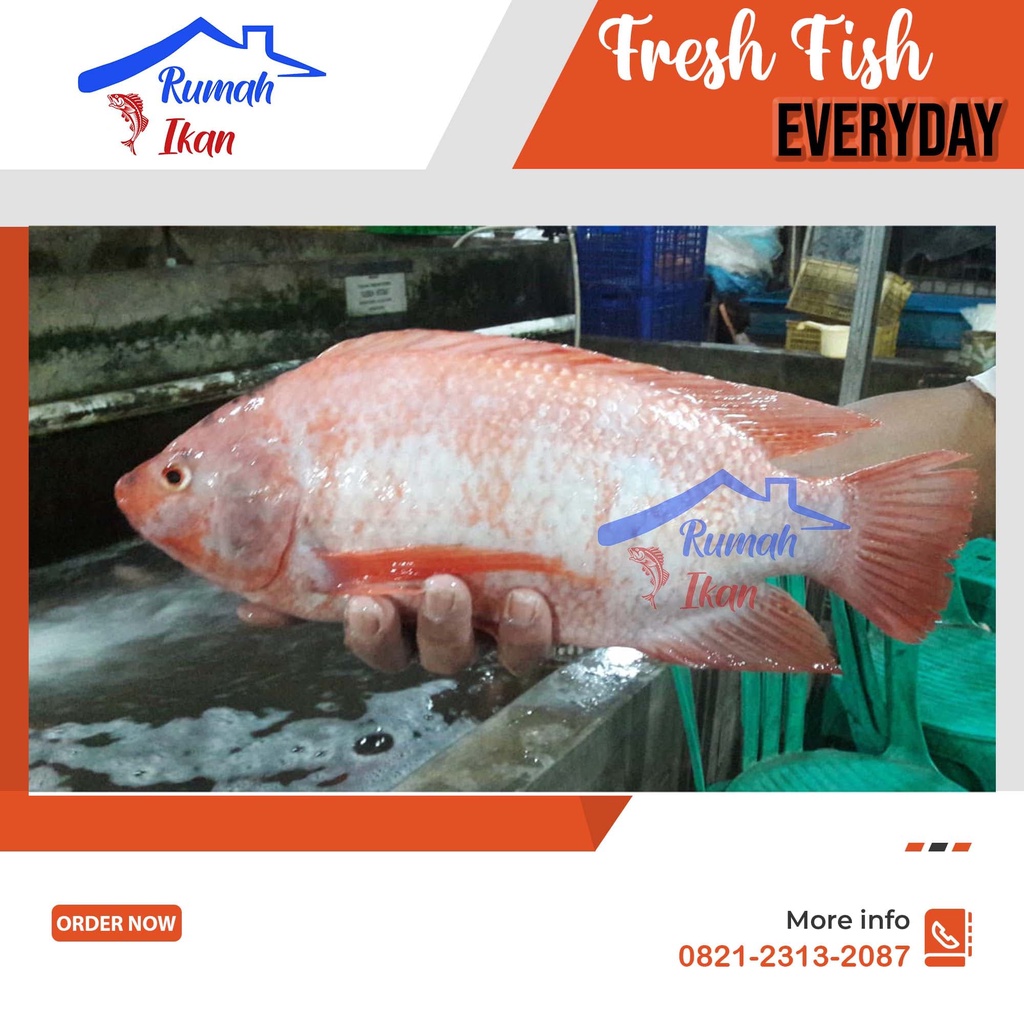 Ikan Nila Merah 1Kg Hidup Segar