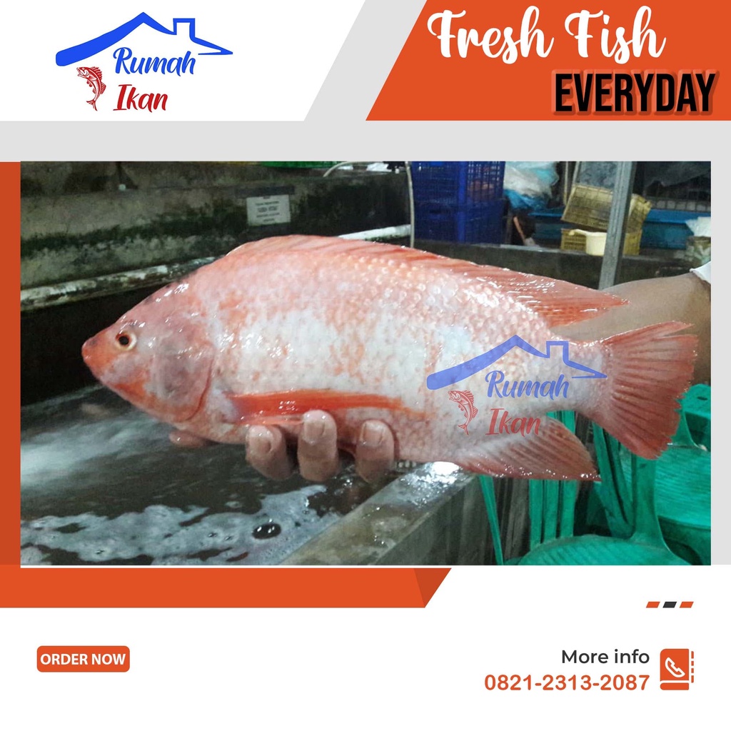 Jual Ikan Nila Merah 1kg Hidup Segar Shopee Indonesia