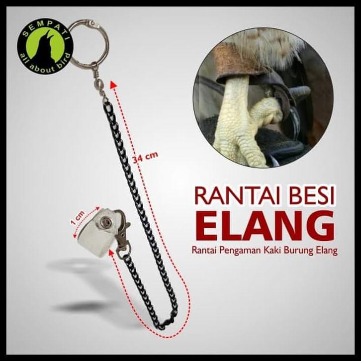 440 Koleksi Gambar Kaki Unggas HD Terbaik