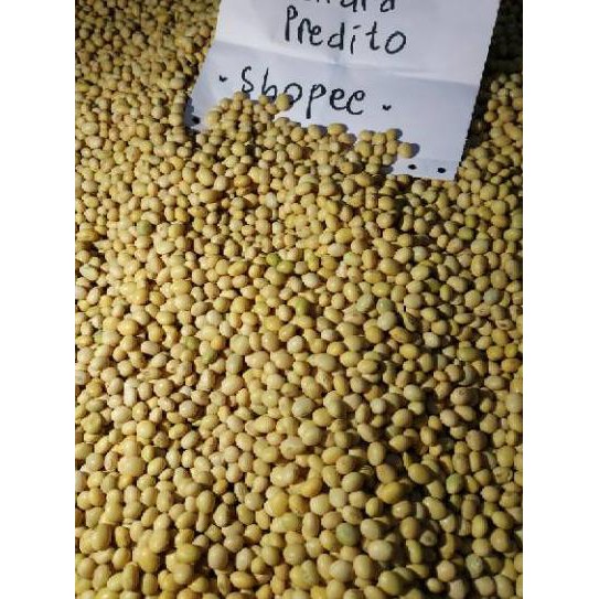 

SALE 1 Kg Kedelai Putih Kedelai Non GMO Kedelai Lokal 1000 gram 1 kilogram(Bukan Import) Mpasi susu