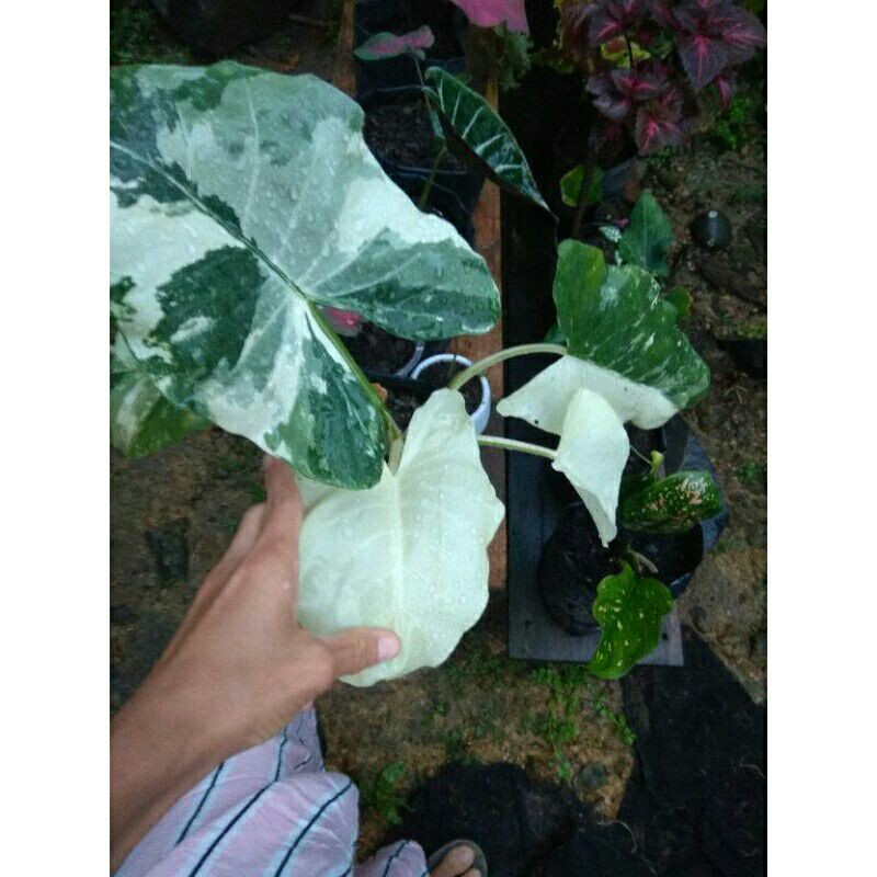 keladi varigata  sente