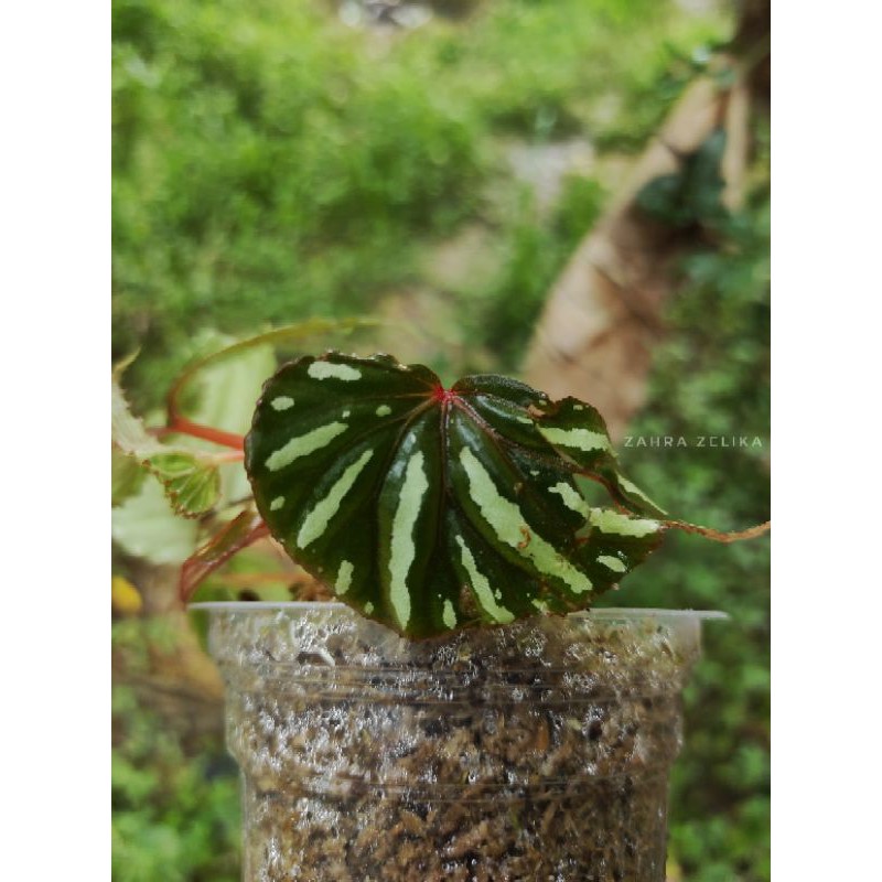 begonia sp