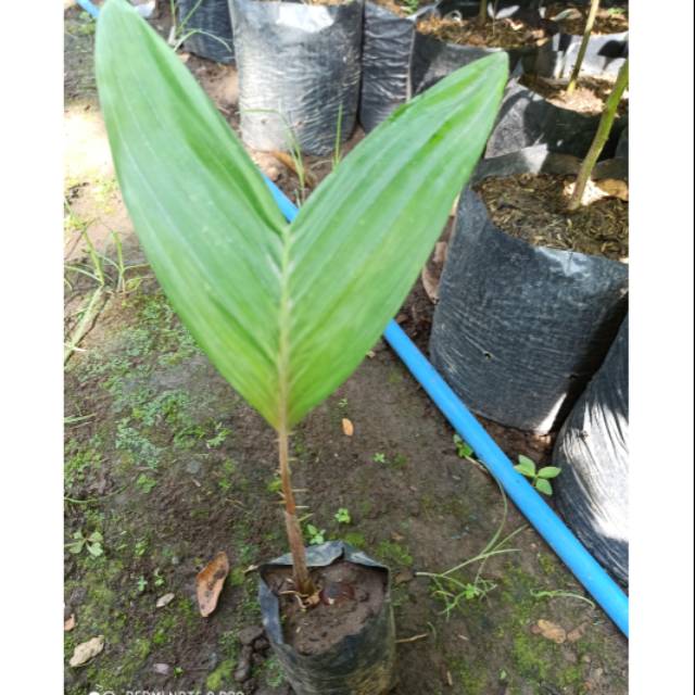 Bibit Salak Bali Kualitas Baik