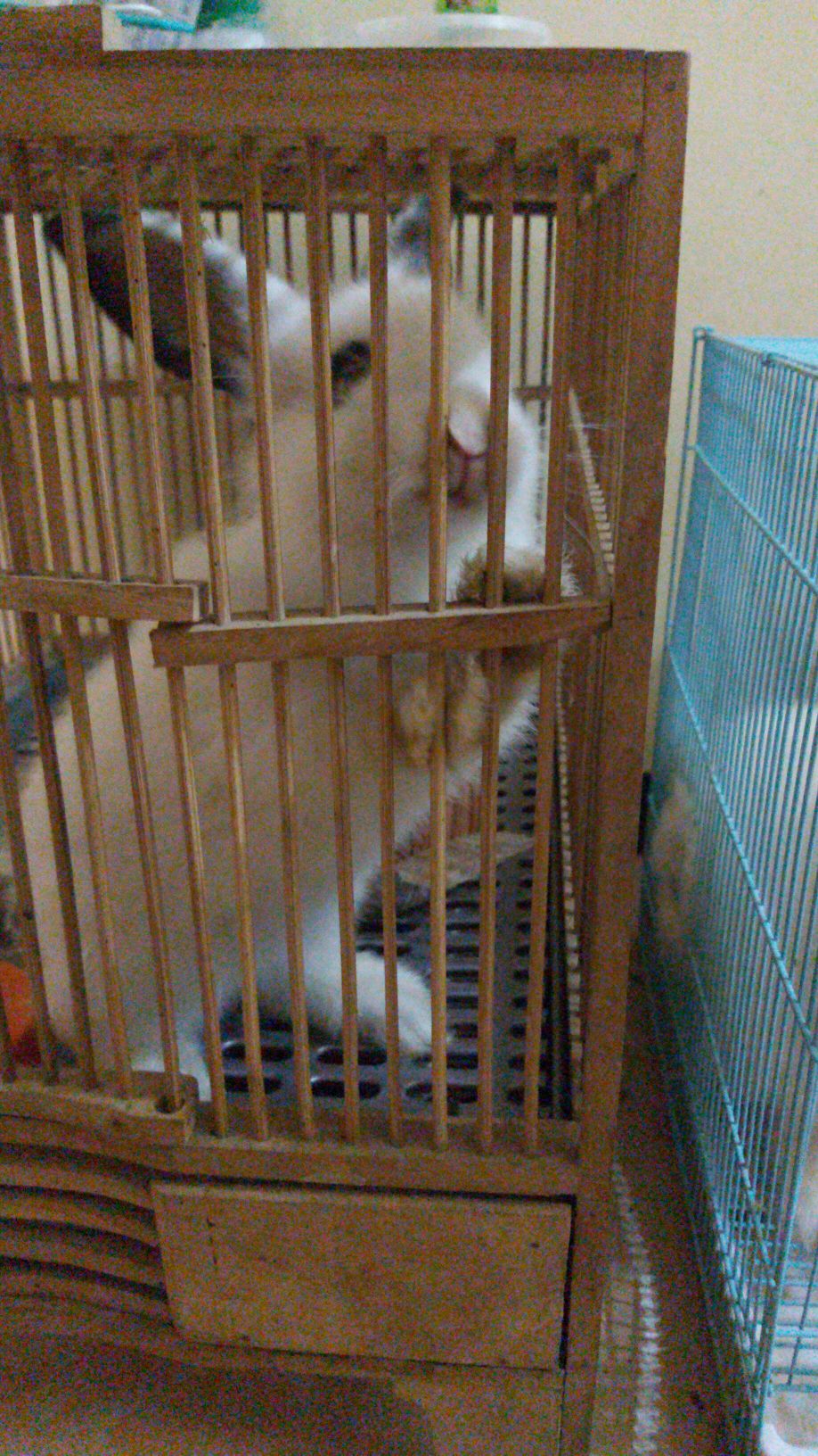 Pupuk Granule Modern Nasa 10kg Terlaris 100% Nasa - Mr_andreandra