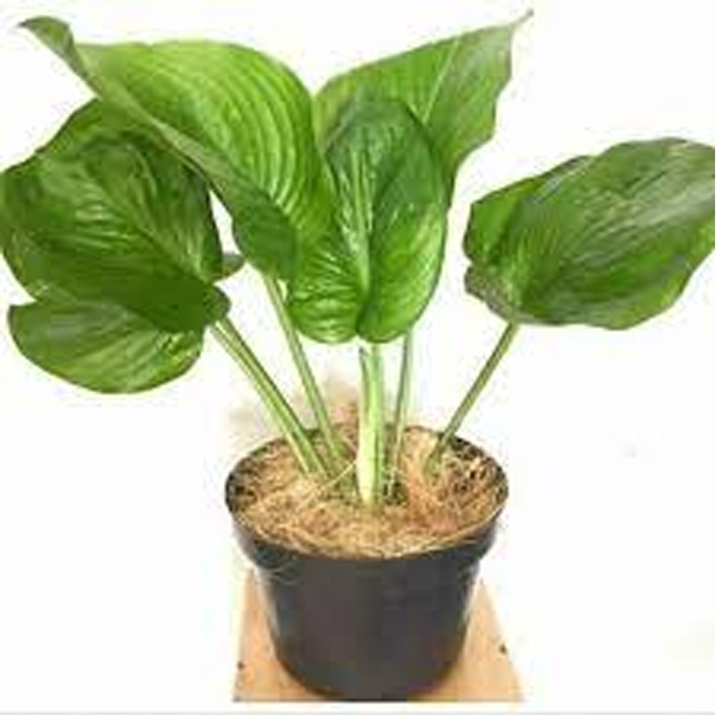 Hosta Plantaginea Green Tanaman Hias LANGKA