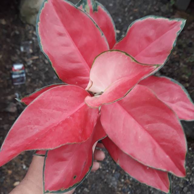 Aglonema suksom jaipong kultur ukuran  jumbo