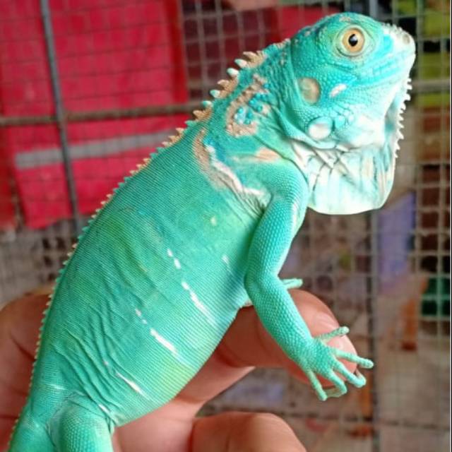 Iguana blue 40cm