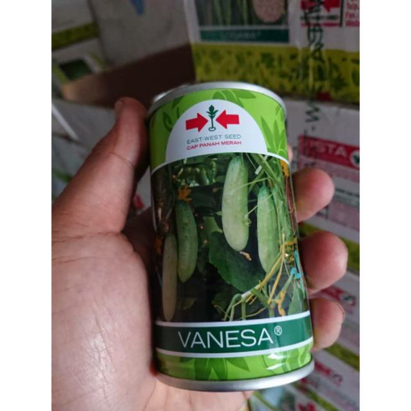 Benih Timun Lalap Putih Vanesa