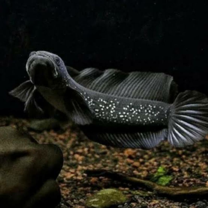 Ikan Channa Asiatica WS 6-7cm