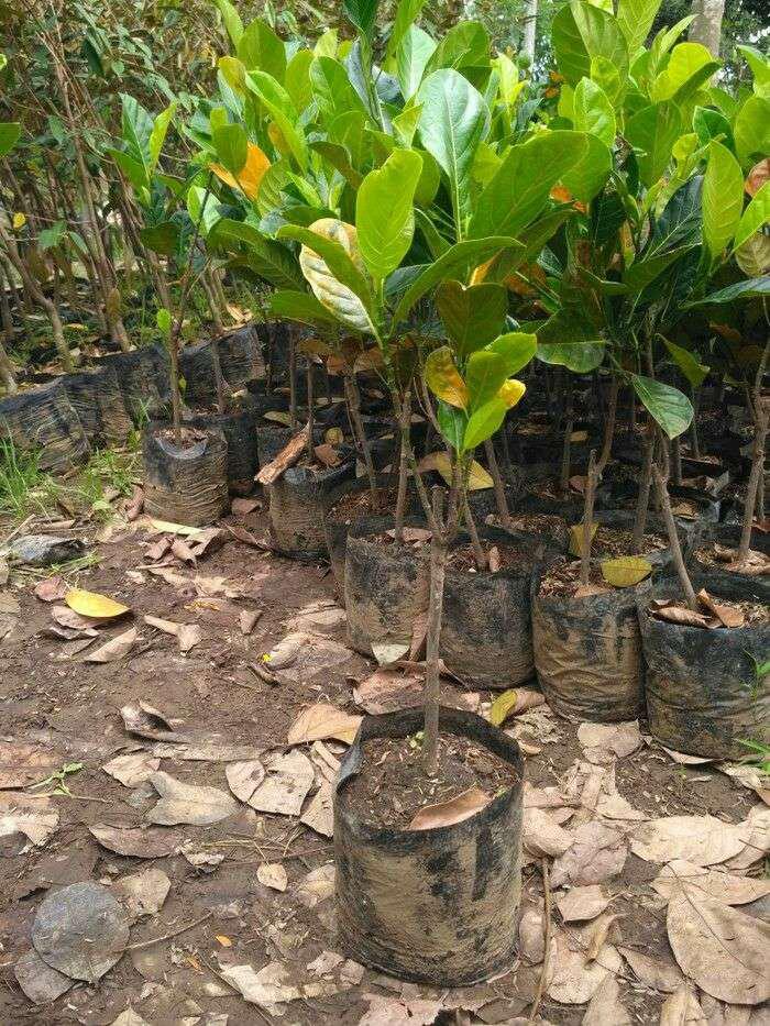 Bibit Nangka Madu Unggul