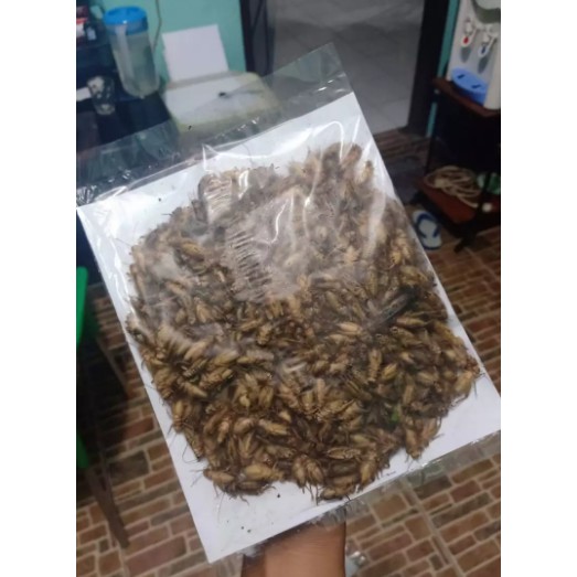 jangkrik madu beku kering 1 kg pakan ikan hias predator marmut mamalia kadal 1kg 1000 gram