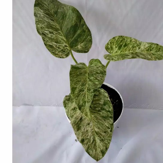 TANAMAN HIAS PHILO MARBLE VARIGATA - S