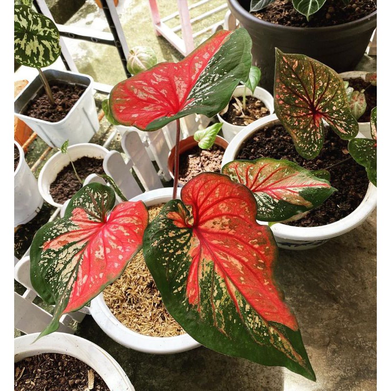 tanaman hias/keladi red clone/caladium red clone