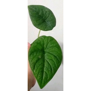 alocasia Rhino skin ORI import/Melo badak import