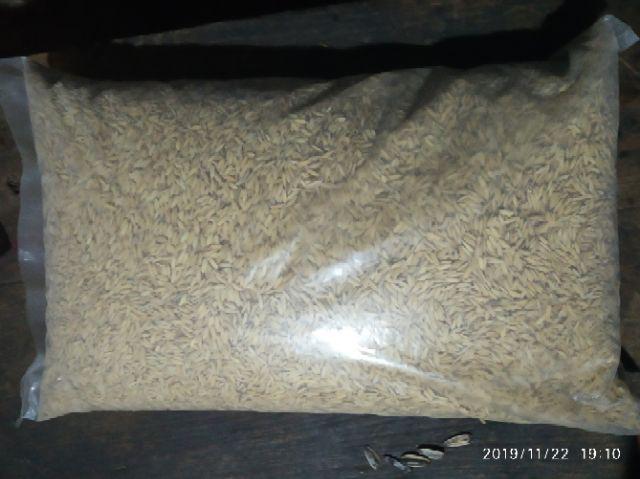 Benih Padi Unggul Indrida Sertani 14 Bibit Padi