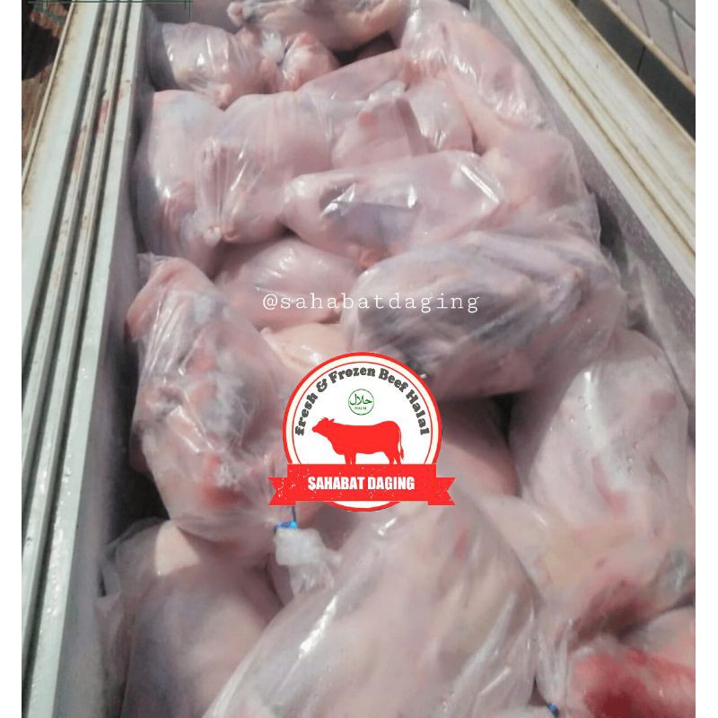 

Bebek HIBRIDA Paling Laris