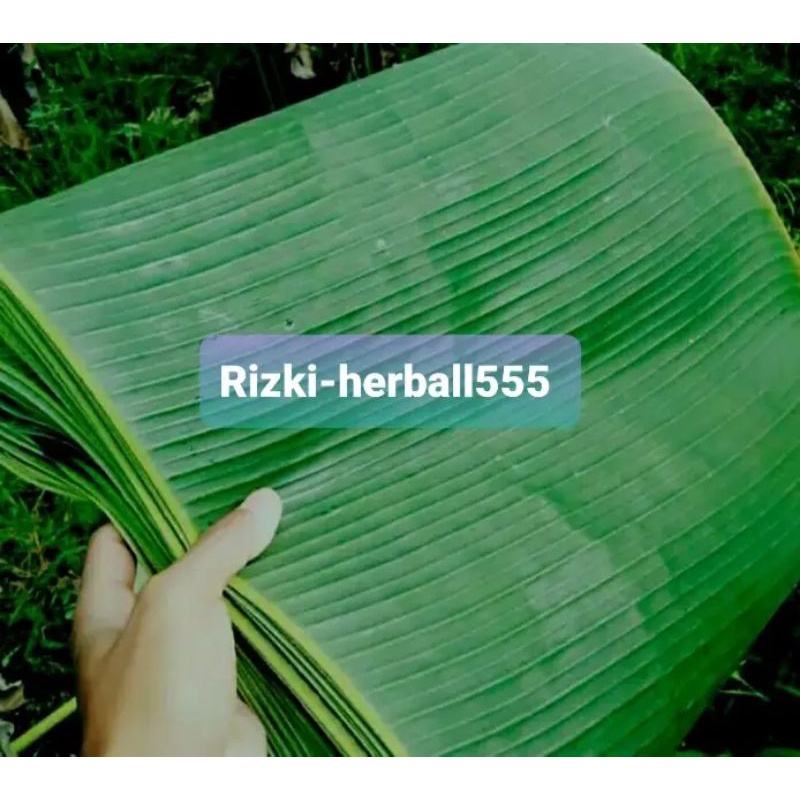 

daun pisang batu kulutuk segar siap pakei 1kg