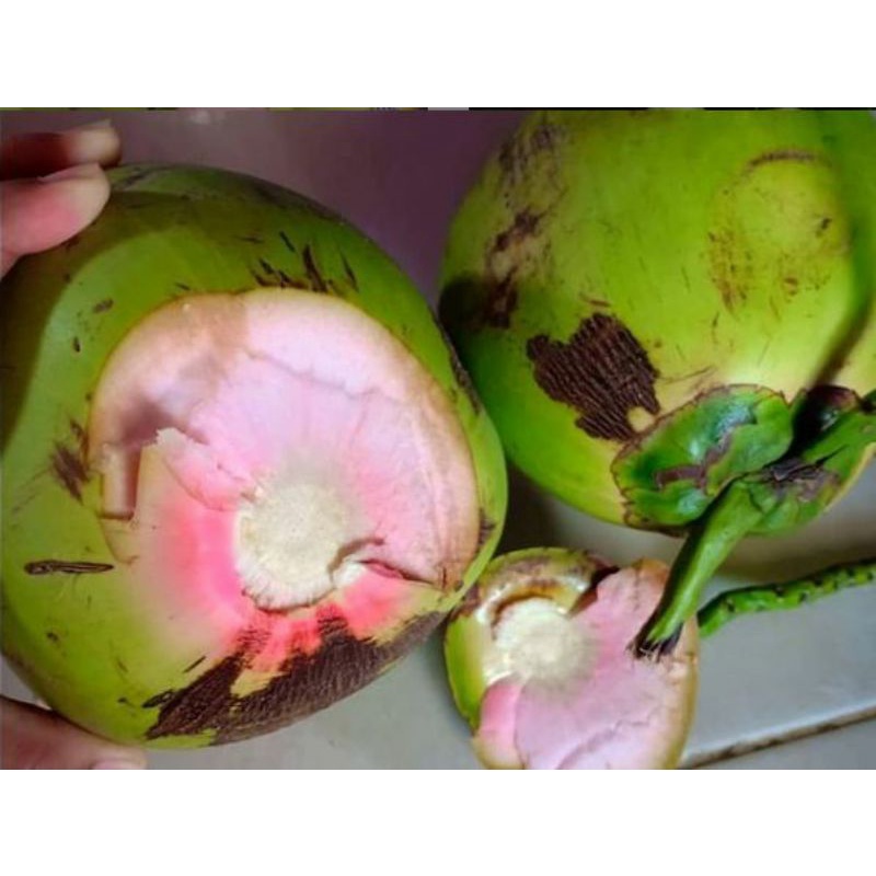 Buah kelapa muda kelapa ijo cengkir/kelapa obat