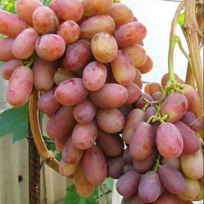 bibit buah anggur import jenis julian garansi valid