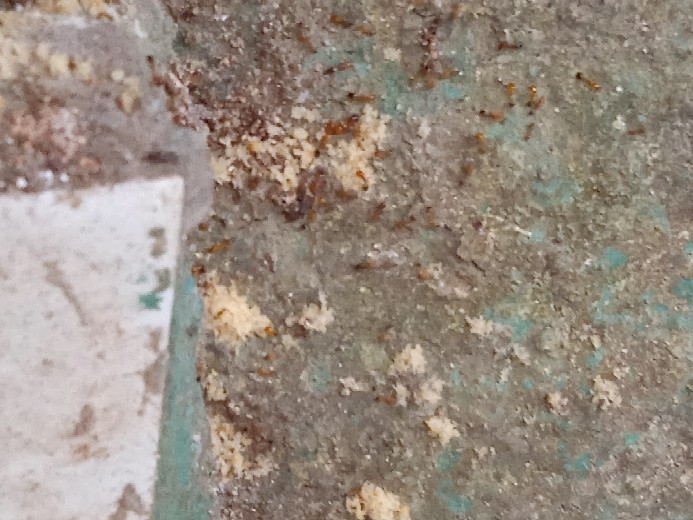 Racun Semut Miejiqing Ampuh (original)