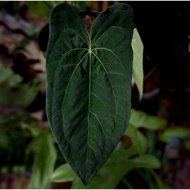 Tanaman hias Bonggol Anturium Kuping gajah Papilaminum ori