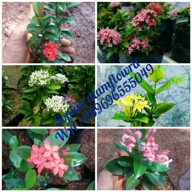 tanaman hias asoka - bunga asoka - asoka mini - satu paket