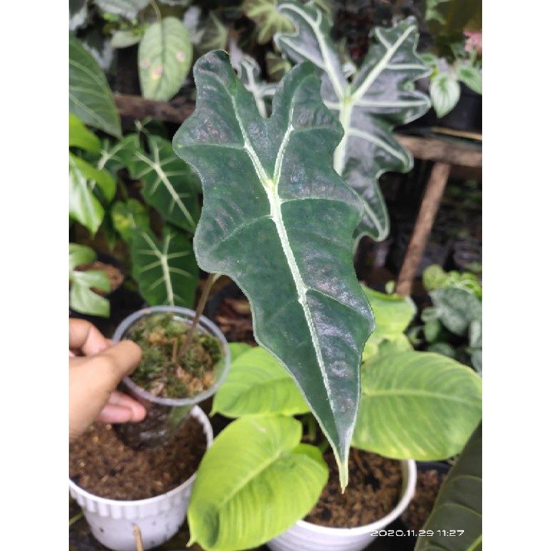 Alocasia Sanderiana 'Nobilis' - Size S