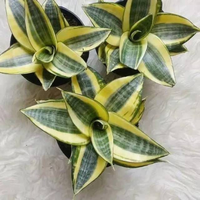 Tanaman Hias Sansivera Kuning Gold - Sansivera Kuning