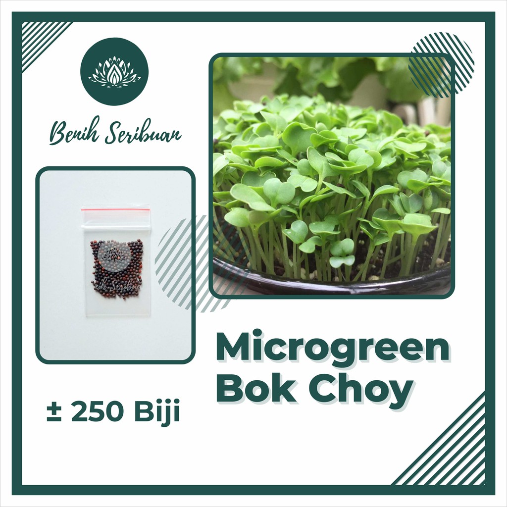 BS-BYL Benih Microgreen Sayur Organik Sprout Seed Bibit Sayuran Microgreens Alfalfa Broccoli Bok Pak Choy Red Cabbage Radish dll-MG - BOK CHOY