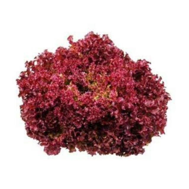 Benih Biji Bibit Unggul Selada Merah Pesona