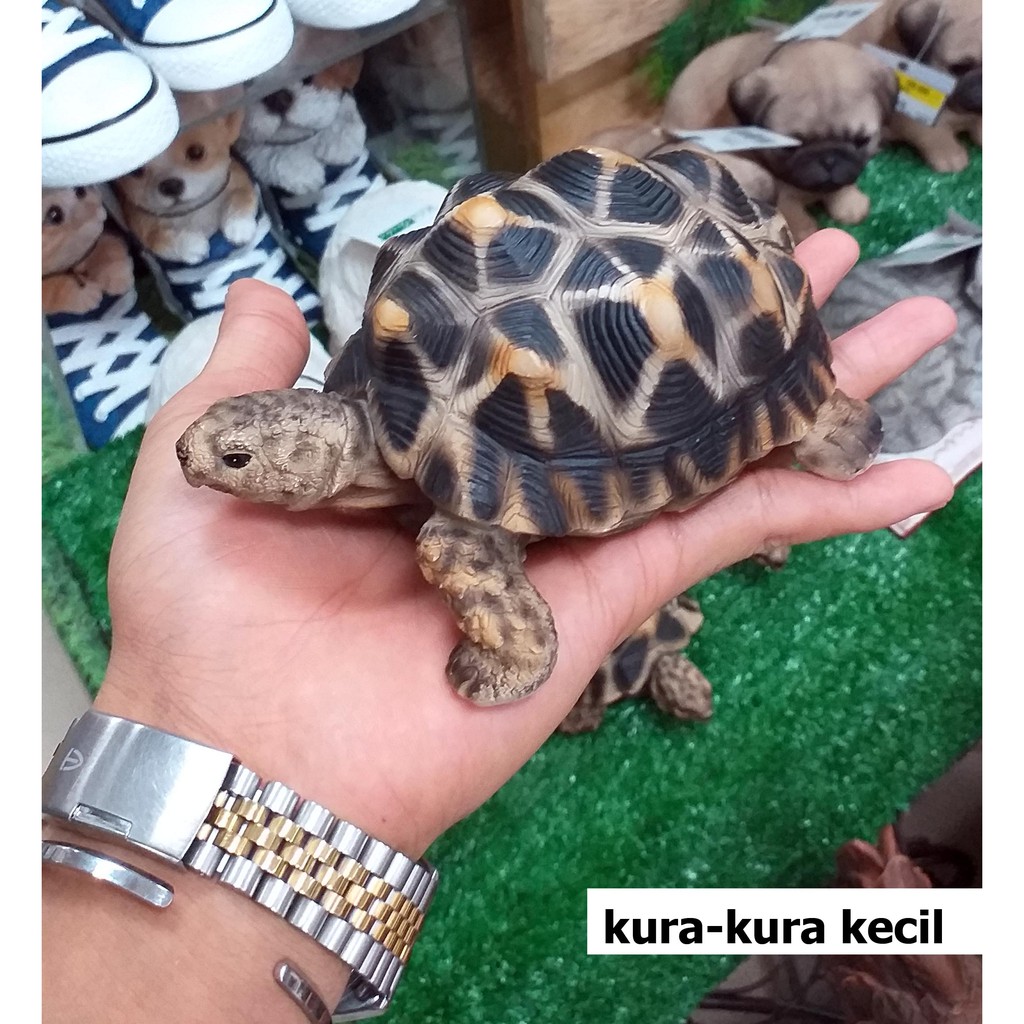 94 Dekorasi Akuarium Kura Kura Gratis