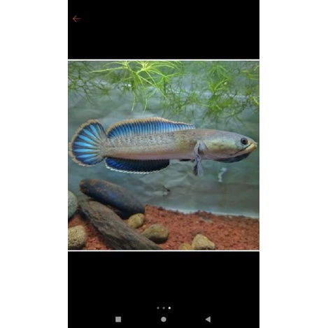 CHANNA LIMBATA CB TERMURAH IKAN DIJAMIN SEHAT DAN GALAK