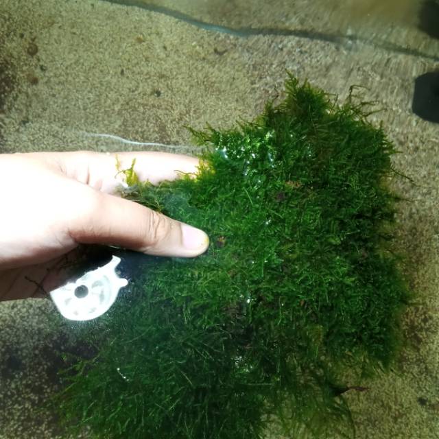 Christmas Moss cantik Moss murah Aquarium aquascape
