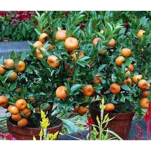 Bibit jeruk Santang madu berbuah / Tanaman jeruk Santang Madu Sudah Berbuah